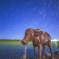 Imagen compuesta de campos de arroz bajo el cielo estrellado, en la ciudad de Zhaodong, en la provincia de Heilongjiang, en el noreste de China. | Foto:Xinhua/Liu Dapeng