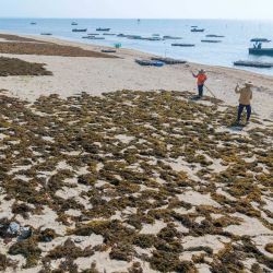 Vista aérea tomada con un dron de personas secando algas en una playa, en el poblado de Tanmen, en la provincia de Hainan, en el sur de China. Estas algas se pueden procesar como alimento de alta calidad para el cultivo artificial de pepinos y erizos de mar, sirviendo tanto para la protección marina como para finos económicos. | Foto:Xinhua/Meng Zhongde