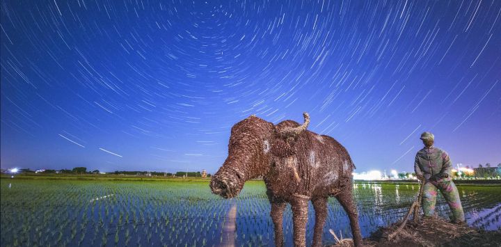 Imagen compuesta de campos de arroz bajo el cielo estrellado, en la ciudad de Zhaodong, en la provincia de Heilongjiang, en el noreste de China.