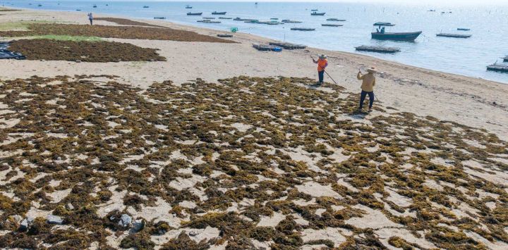 Vista aérea tomada con un dron de personas secando algas en una playa, en el poblado de Tanmen, en la provincia de Hainan, en el sur de China. Estas algas se pueden procesar como alimento de alta calidad para el cultivo artificial de pepinos y erizos de mar, sirviendo tanto para la protección marina como para finos económicos.