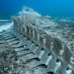 Entre los restos sobresale un cráneo fosilizado de la ballena picuda Pterocetus benguelae,