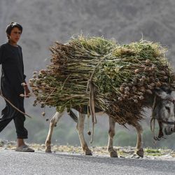 Un niño afgano guía a su burro cargado de savia de opio por una calle del distrito de Argo, en la provincia afgana de Badakhshan. | Foto:OMER ABRAR / AFP