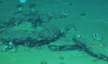 Encuentran el cementerio de ballenas más grande y profundo de la historia en el océano Índico
