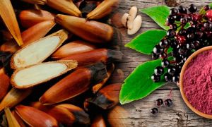 Alimentos nativos de la biodiversidad argentina