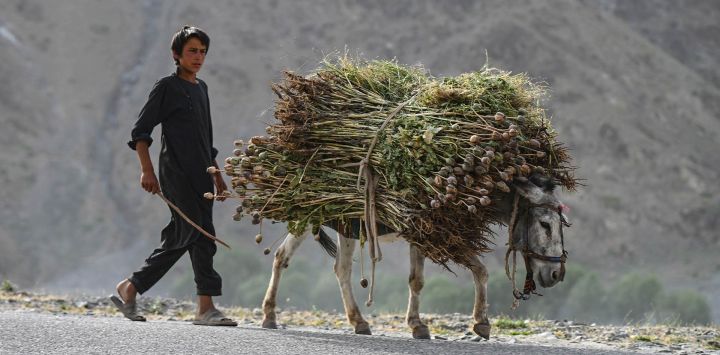 Un niño afgano guía a su burro cargado de savia de opio por una calle del distrito de Argo, en la provincia afgana de Badakhshan.