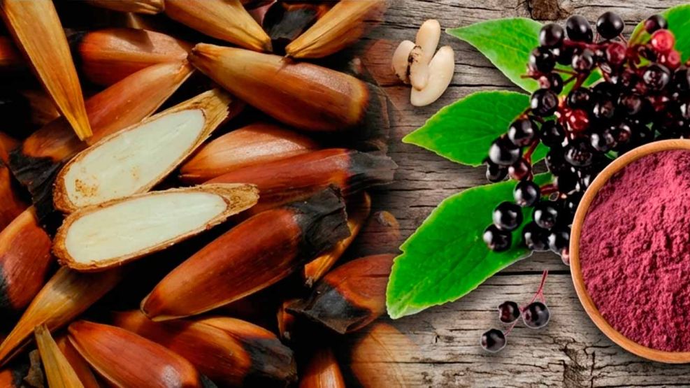 Alimentos nativos de la biodiversidad argentina