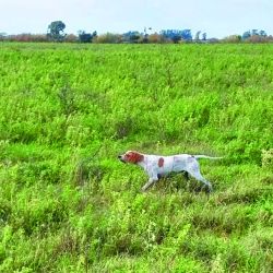 Salir al campo sin perro es perder tiempo. Sean ganaderos o agrícolas, las pasturas no están fáciles.