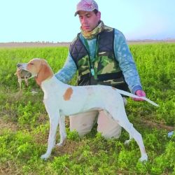 Salir al campo sin perro es perder tiempo. Sean ganaderos o agrícolas, las pasturas no están fáciles.