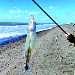 Cuando el tiempo y el mar están en buenas condiciones, el pejerrey panzón se muestra firme con dobletes, tripletes e incluso resultados en simultáneo en varias cañas.