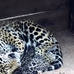 El pequeño felino fue detectado mediante las cámaras trampa estratégicamente ocultas en la densa vegetación
