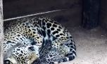 Te presentamos al yaguareté número 50 nacido en total libertad en el Iberá
