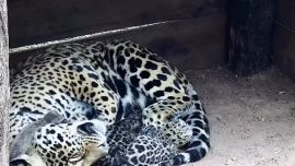 Te presentamos al yaguareté número 50 nacido en total libertad en el Iberá