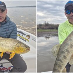Rinden todas las modalidades: baitcasting o spinning pagan muy bien con excelentes dorados, pero también al golpe y hasta en ciertas oportunidades, haciendo trolling.