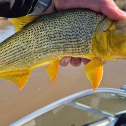 Rinden todas las modalidades: baitcasting o spinning pagan muy bien con excelentes dorados, pero también al golpe y hasta en ciertas oportunidades, haciendo trolling.