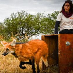 Los animales rehabilitados fueron liberados.