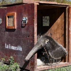La hembra de oso hormiguero fue rescatada gracias al aviso de vecinos.