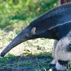 Desde el Ministerio de Ambiente y Cambio Climático de Santa Fe recordaron la importancia de no intervenir, retener ni intentar domesticar animales silvestres cuando aparecen fuera de su entorno natural.