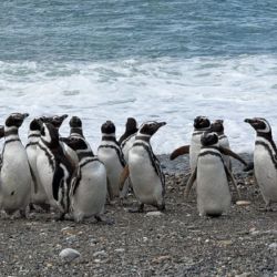 Cabo Vírgenes es mundialmente famoso por su colonia de pingüinos.