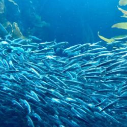 Las sardinas fueguinas son la presa más importante de toda la población de pingüinos de Santa Cruz,
