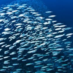 Aunque mide apenas unos centímetros, la sardina fueguina es el eslabón clave del que dependen pingüinos, lobos marinos y delfines en Cabo Vírgenes.