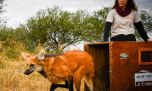Liberan a decenas de ejemplares emblemáticos de la fauna santafesina en su hábitat natural