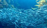 ¿Cuál es el pequeño pez que es vital para alimentar al mar patagónico?