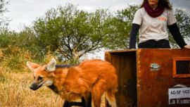Los animales rehabilitados fueron liberados.