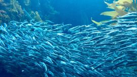 Las sardinas fueguinas son la presa más importante de toda la población de pingüinos de Santa Cruz,