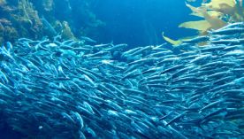 1806_sardina fueguina