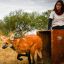 1806_animales