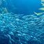 1806_sardina fueguina