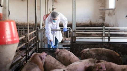 Alerta sanitaria en Córdoba: detectaron 23 casos de triquinosis