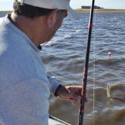 Aunque popularmente se lo considera un pez que puede capturarse durante todo el año, el pejerrey es una especie estenotérmica, es decir, desarrolla sus funciones vitales de manera óptima en aguas que oscilan entre los 16 y 18 °C. 