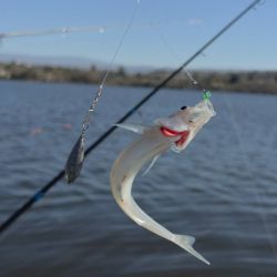 La correcta elección de la profundidad, el ajuste fino de los equipos, la selección de la carnada adecuada y el conocimiento de cada sector del lago terminan marcando la diferencia entre una jornada frustrante y una salida exitosa.