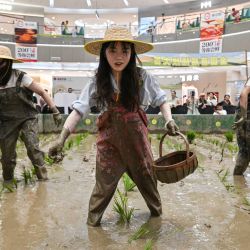 Participantes compiten en un concurso de trasplante de arroz en un campo de cultivo instalado dentro de un centro comercial en Ningbo, en la provincia oriental china de Zhejiang. | Foto:Hector Retamal / AFP