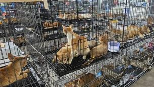 Rescatan 400 gatos que se iban a vender para comer.