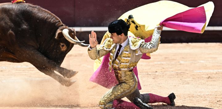El torero francés Nino Julian le da un pase a un toro de Robert Marge durante una corrida de toros en Istres. Nino Julian recibió su "alternativa" —la ceremonia por la cual un "novillero" (torero novato) se convierte en matador senior— para convertirse en el 77.º matador francés.
