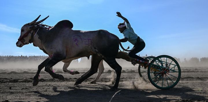Los participantes conducen sus tradicionales carros tirados por bueyes durante el festival anual de carreras de carros de bueyes de Pedgaon, en el distrito de Satara, Maharashtra.