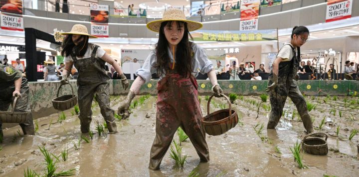 Participantes compiten en un concurso de trasplante de arroz en un campo de cultivo instalado dentro de un centro comercial en Ningbo, en la provincia oriental china de Zhejiang.
