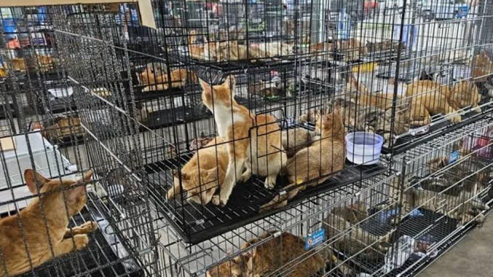 Rescatan 400 gatos que se iban a vender para comer.