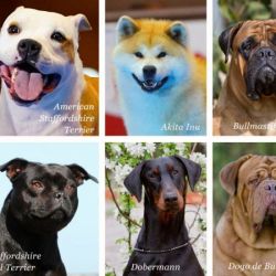 La normativa exige el registro obligatorio de estas mascotas y establece multas y licencias especiales para garantizar la seguridad pública y el control sanitario en la ciudad