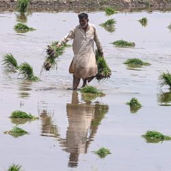 Un agricultor planta plántulas de arroz en un campo en las afueras de Lahore, Pakistán. | Foto:Arif Ali / AFP