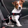 Viajar con mascotas en el auto