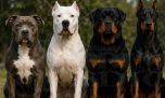 Regularizan la tenencia de perros potencialmente peligrosos en un municipio de Misiones