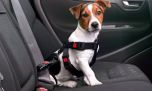 Viajar con mascotas en el auto: leyes de tránsito, arneses recomendados y consejos para evitar el estrés