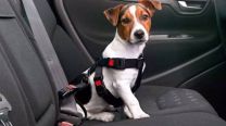 Viajar con mascotas en el auto: leyes de tránsito, arneses recomendados y consejos para evitar el estrés