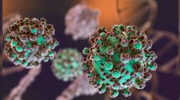 hantavirus
