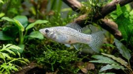 Una especie que, pese a reproducirse sin intercambio genético entre machos y hembras, ha logrado sostenerse durante miles de generaciones.
