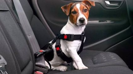 Viajar con mascotas en el auto