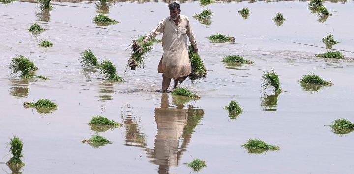 Un agricultor planta plántulas de arroz en un campo en las afueras de Lahore, Pakistán.